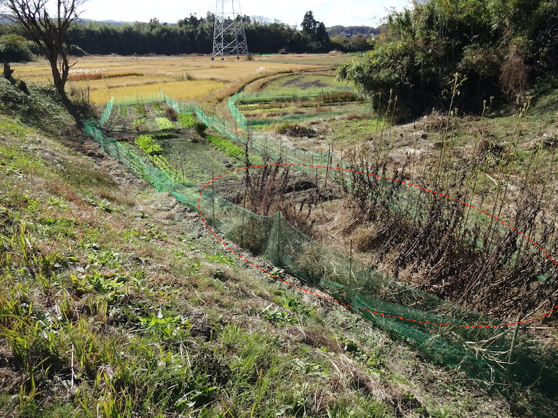 自然菜　キクイモ/菊芋　無添加栽培