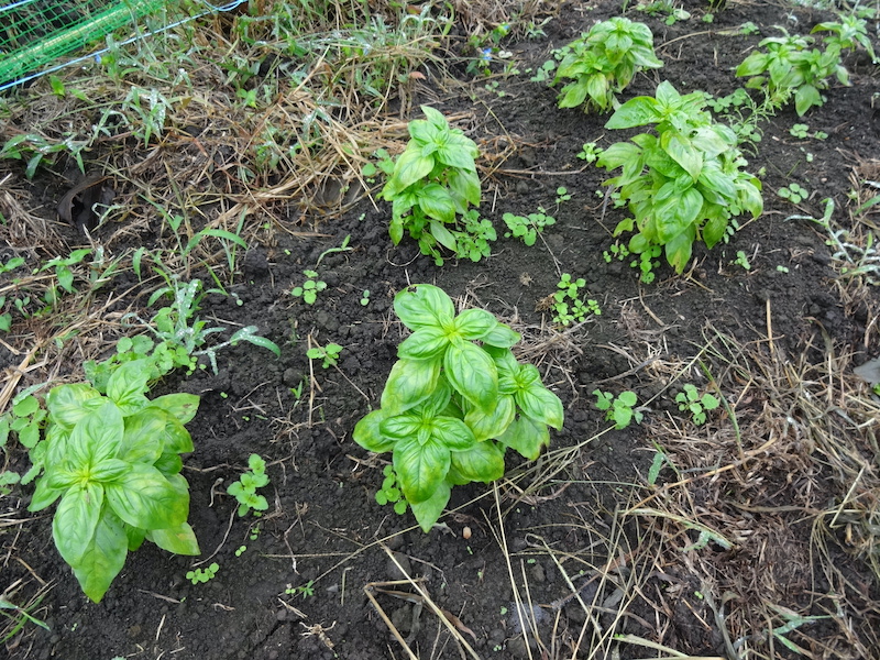秋バジル　自然菜　無添加栽培