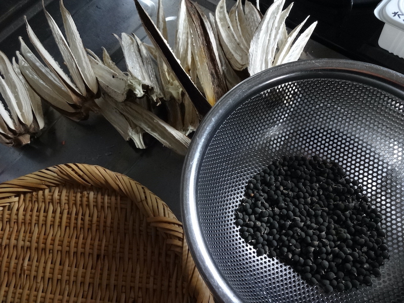 オクラ 自然菜 無添加栽培