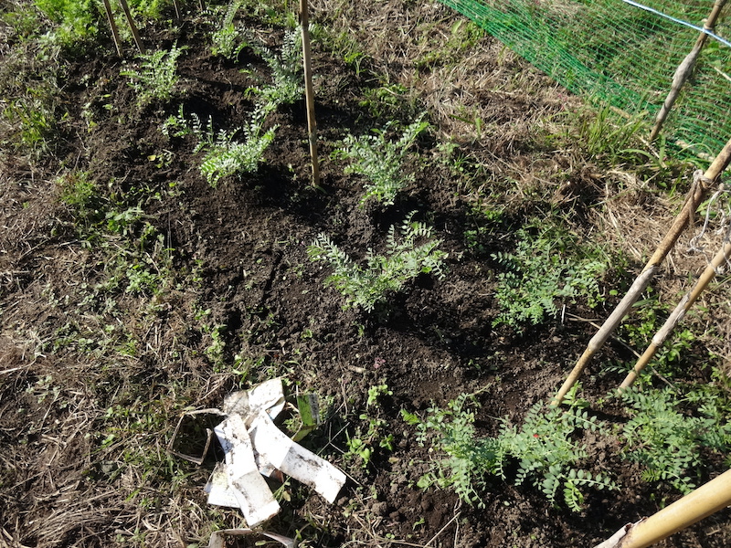 ヒヨコマメ / 雛豆 自然菜 無添加栽培