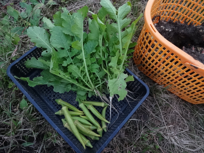 オクラ 自然菜 無添加栽培