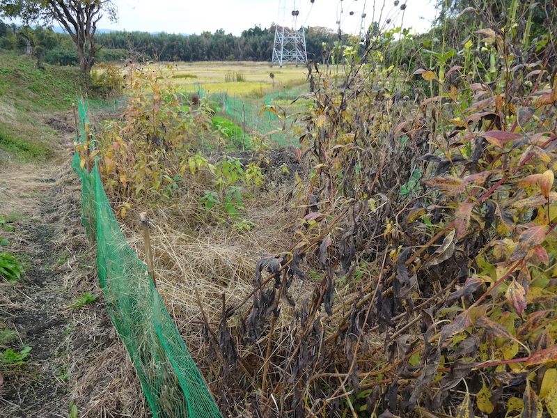 自然菜　キクイモ/菊芋　無添加栽培