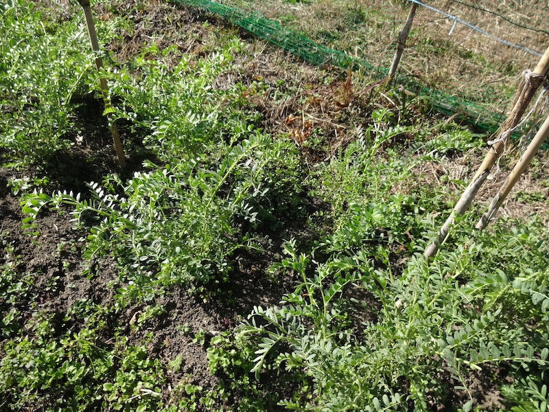 ヒヨコマメ / 雛豆 自然菜 無添加栽培