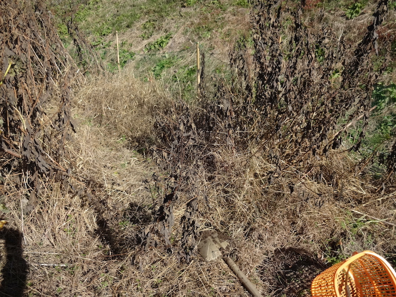 自然菜　キクイモ/菊芋　無添加栽培