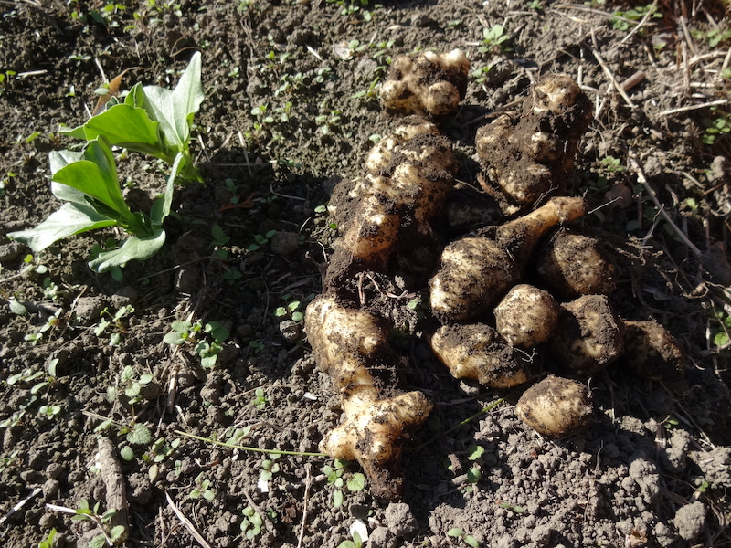 自然菜　キクイモ/菊芋　無添加栽培