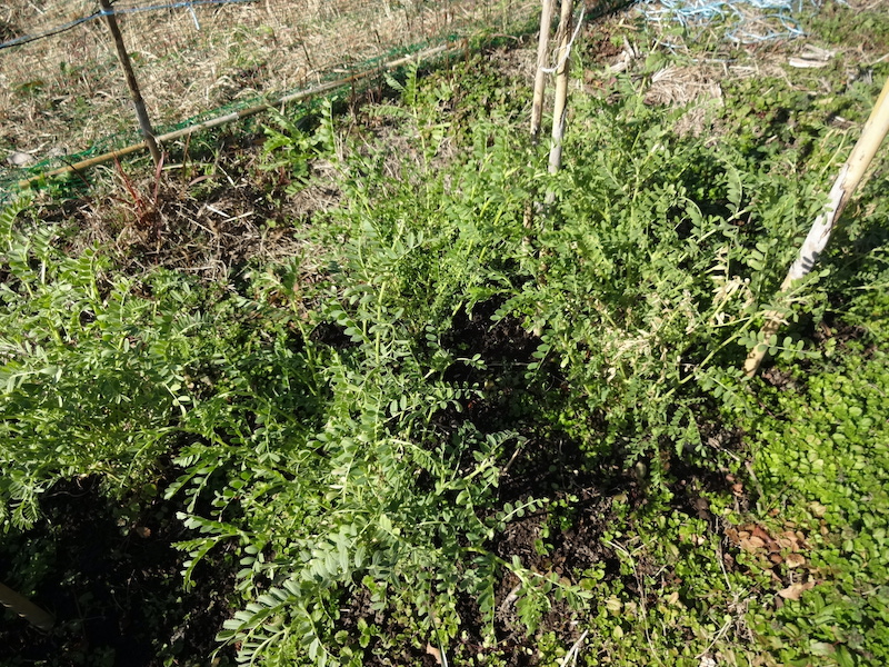 ヒヨコマメ / 雛豆 自然菜 無添加栽培