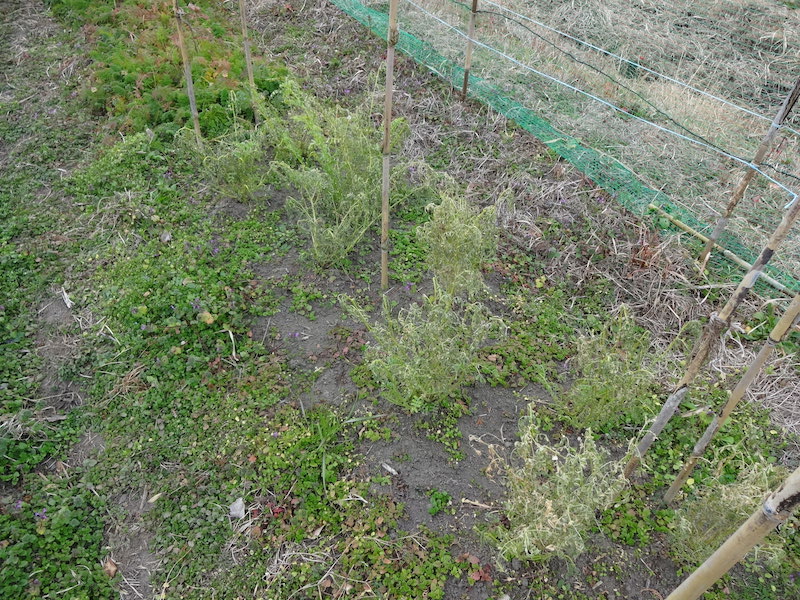 ヒヨコマメ / 雛豆 自然菜 無添加栽培