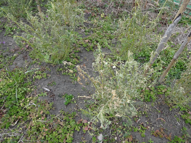 ヒヨコマメ / 雛豆 自然菜 無添加栽培