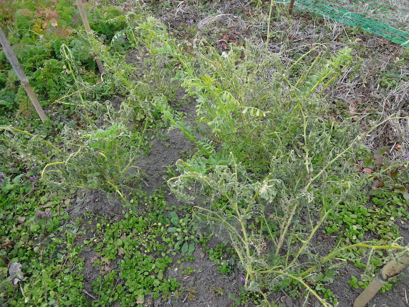 ヒヨコマメ / 雛豆 自然菜 無添加栽培