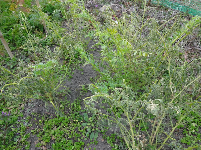 ヒヨコマメ / 雛豆 自然菜 無添加栽培