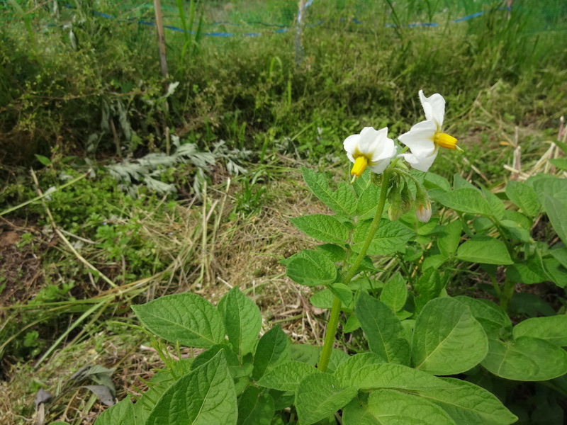 ジャガイモ　春植え　自然菜　無添加さ栽培
