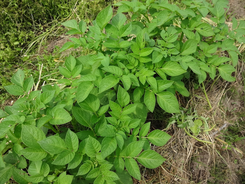 ジャガイモ　春植え　自然菜　無添加さ栽培