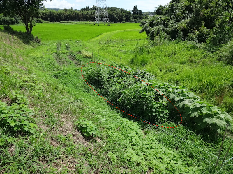 自然菜 キクイモ/菊芋 無添加栽培