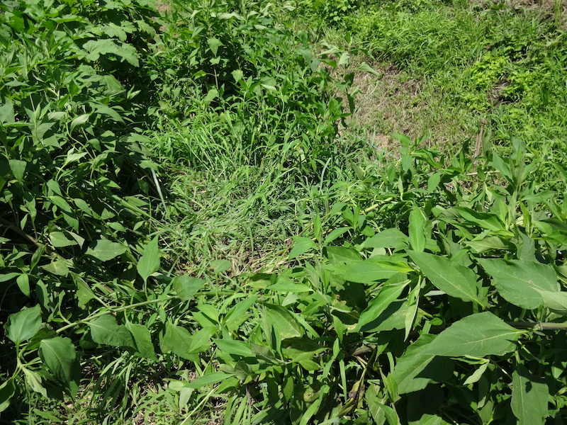 自然菜 キクイモ/菊芋 無添加栽培