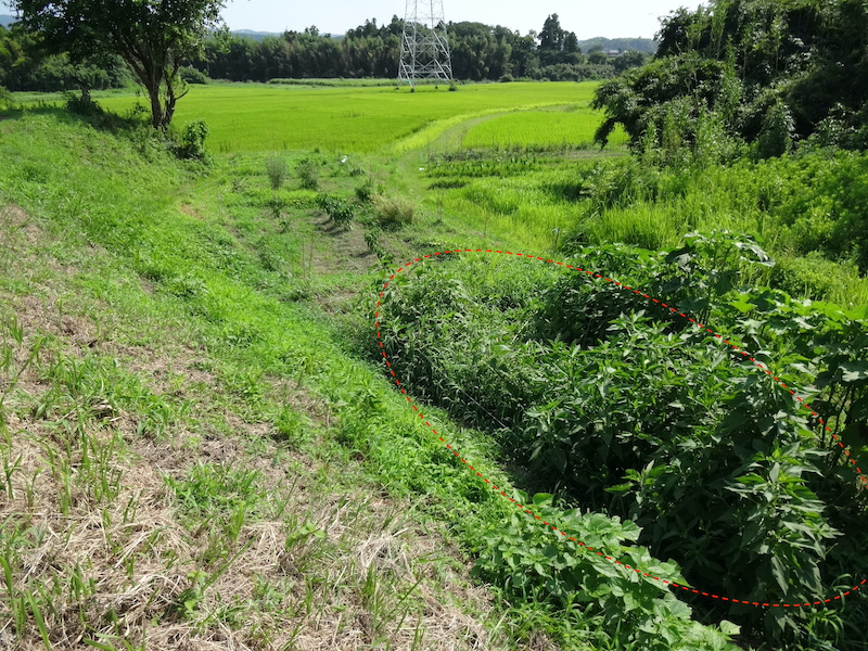 自然菜 キクイモ/菊芋 無添加栽培