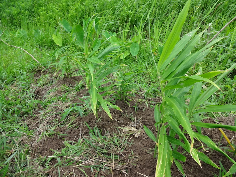 ショウガ / 生姜　自然菜　無添加栽培