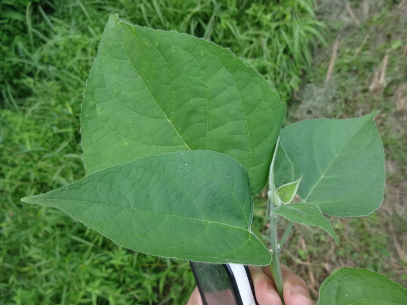 浴湯料　入浴剤　臭木