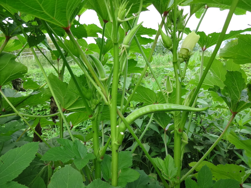 オクラ　自然菜　無添加栽培