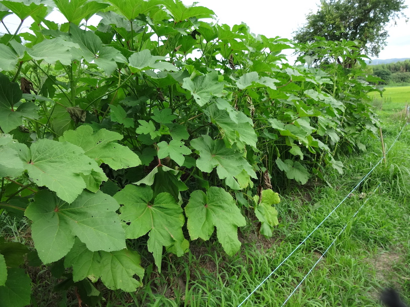 オクラ　自然菜　無添加栽培