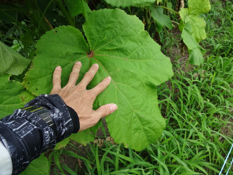 オクラ　自然菜　無添加栽培