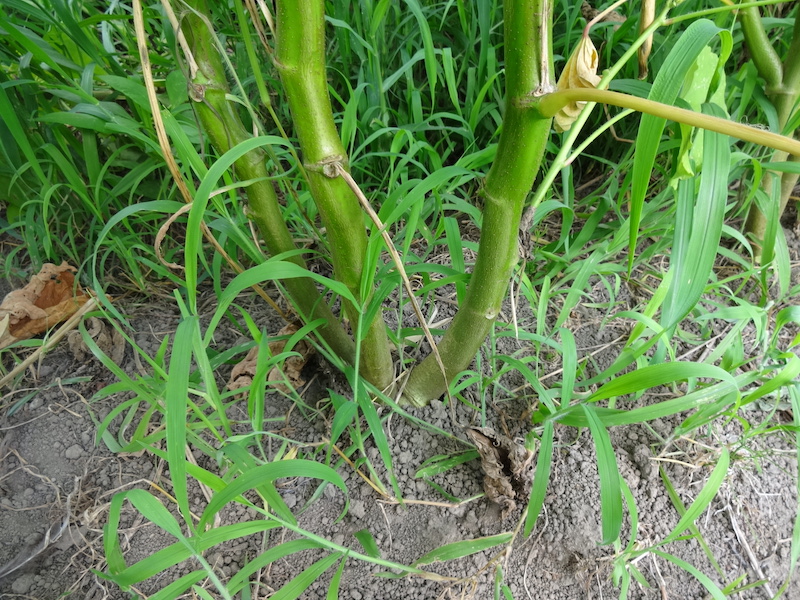 オクラ　自然菜　無添加栽培
