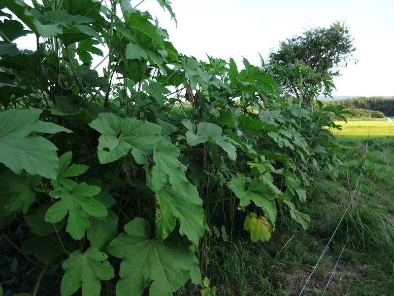 オクラ　自然菜　無添加栽培