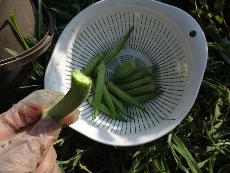 オクラ　自然菜　無添加栽培