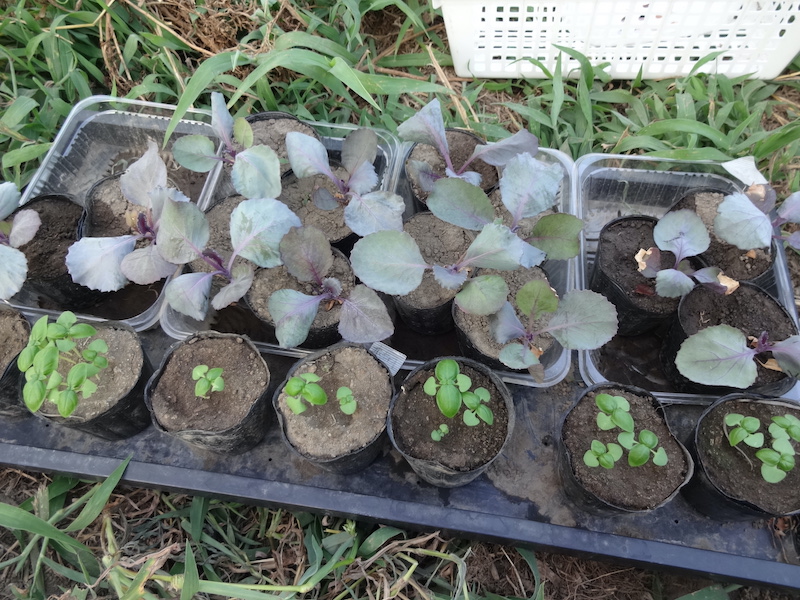 秋バジル　自然菜