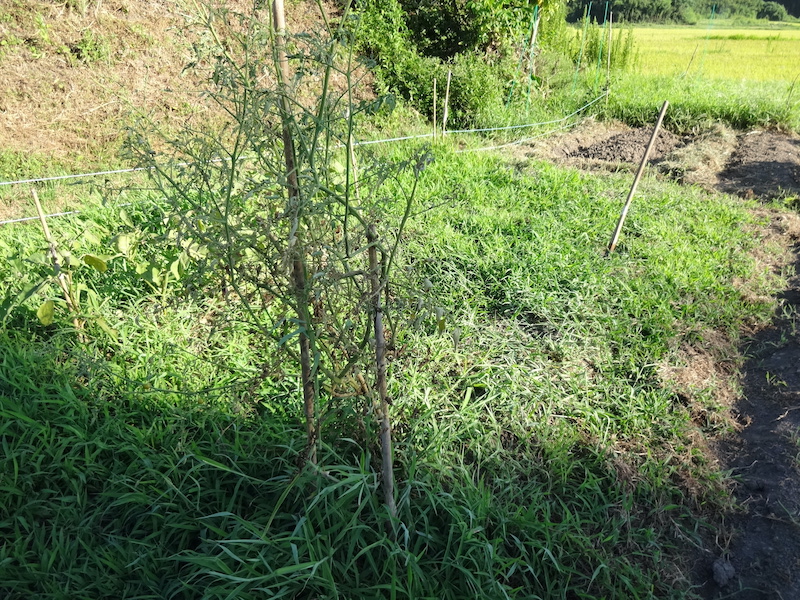 無添加栽培　自給畑　自然菜