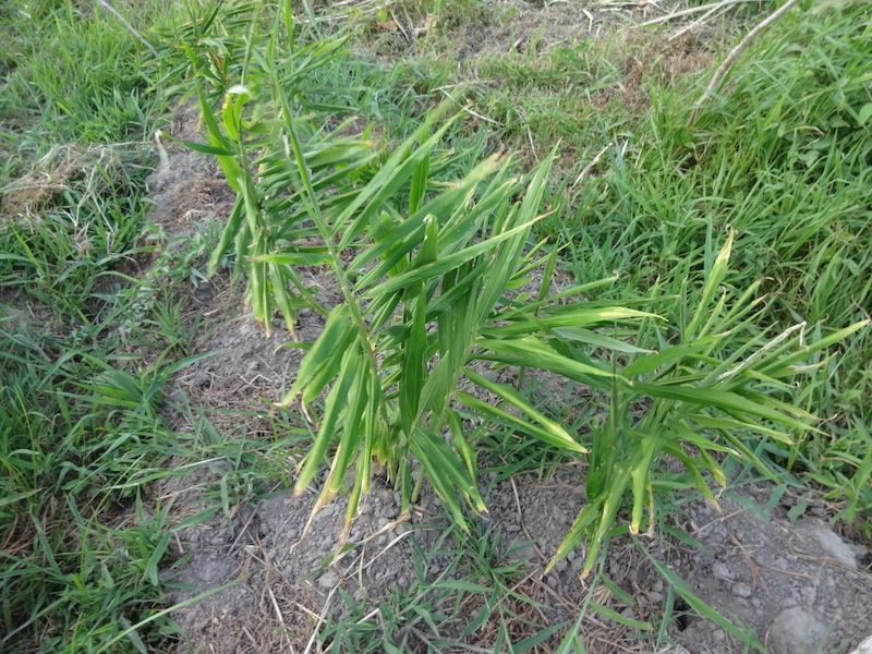 自給畑　自然菜　無添加栽培