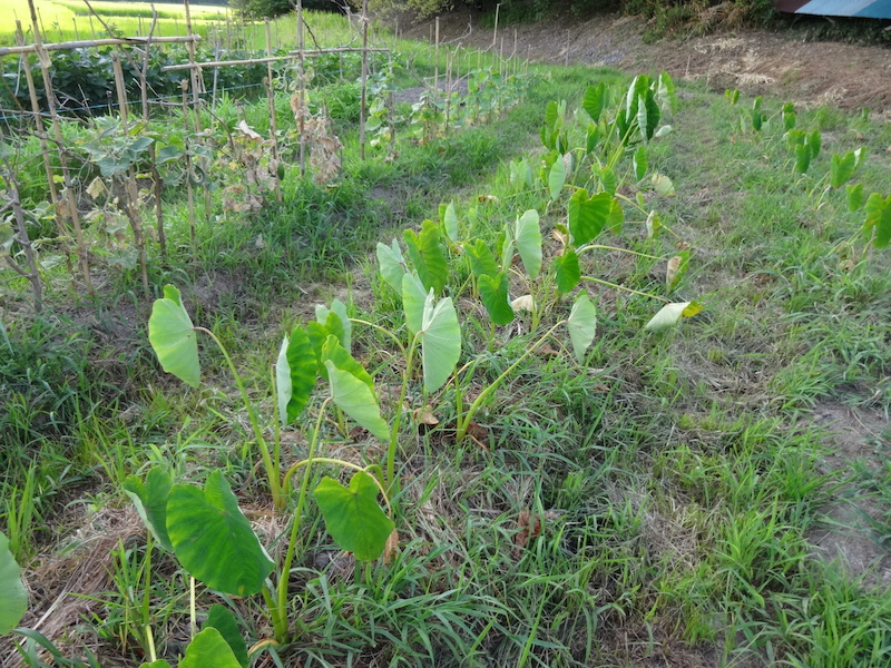 自給畑　自然菜　無添加栽培