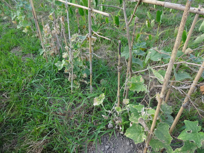 自給畑　自然菜　無添加栽培