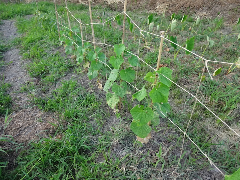 自給畑　自然菜　無添加栽培