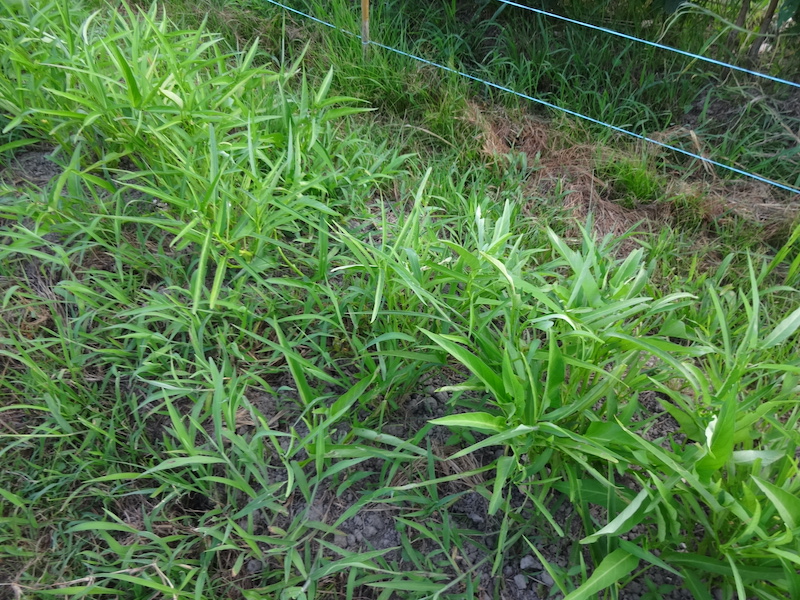 自給畑　自然菜　無添加栽培