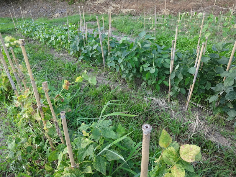 自給畑　自然菜　無添加栽培