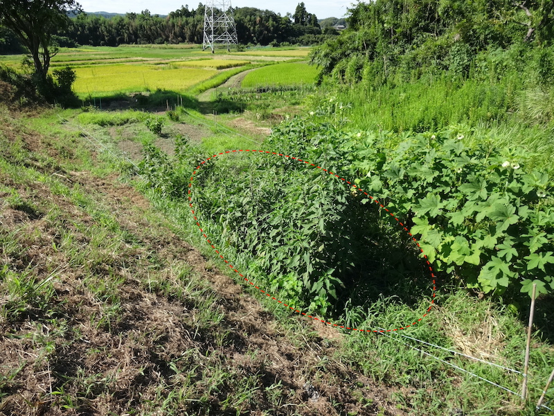 自然菜 キクイモ/菊芋 無添加栽培