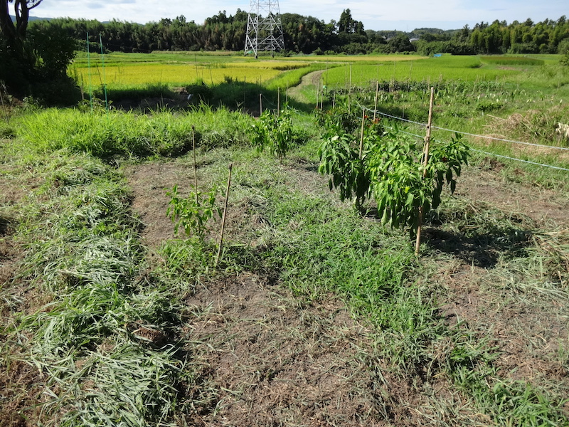 無添加栽培　自給畑　自然菜