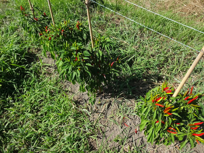 無添加栽培　自給畑　自然菜