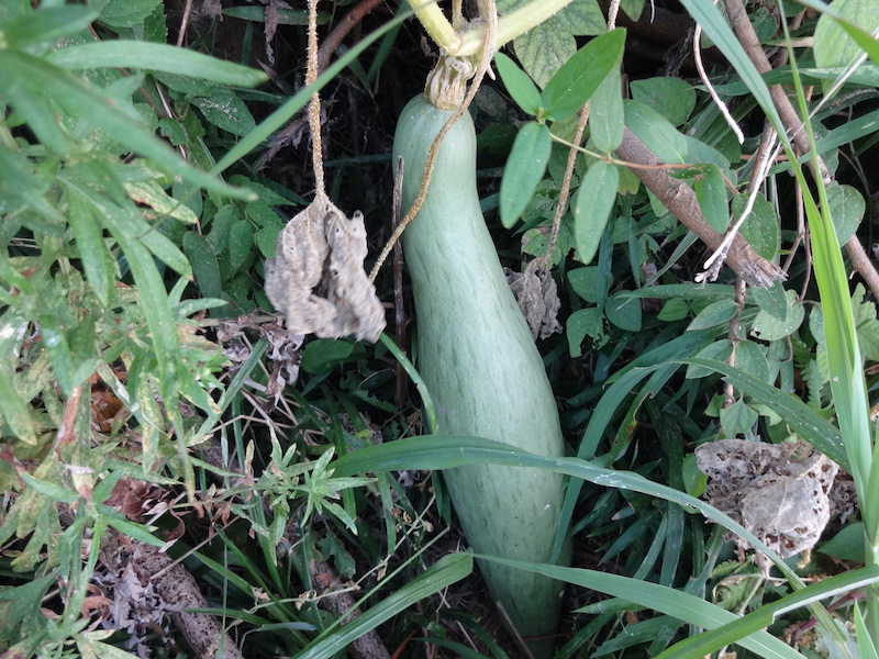 無添加栽培　自給畑　自然菜