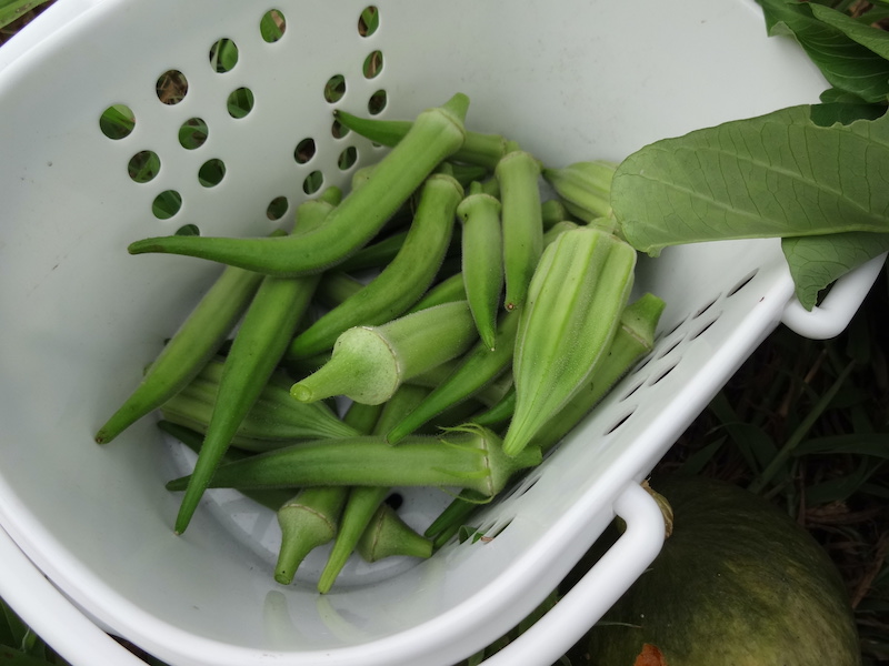 自然菜　無添加栽培