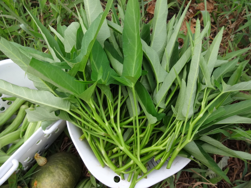 自然菜　無添加栽培