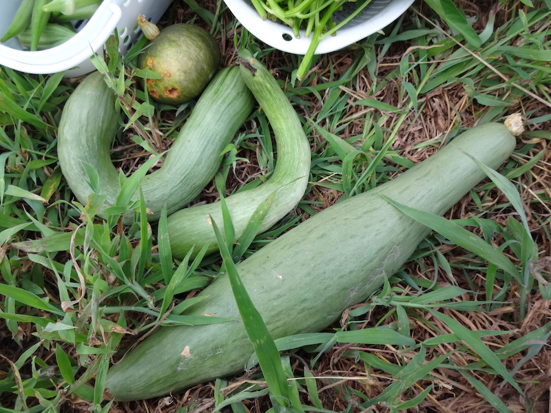 自然菜　無添加栽培