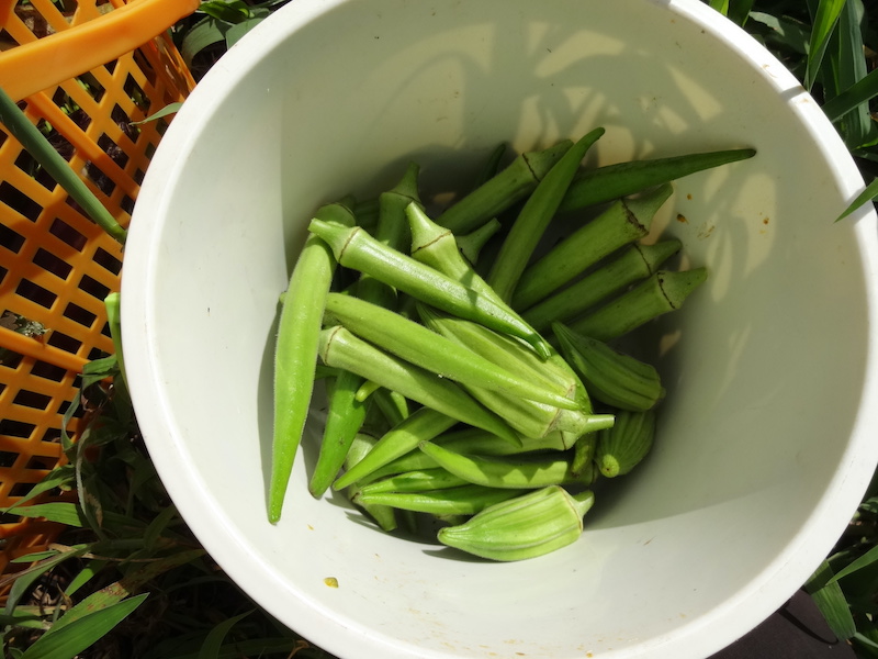 オクラ　自然菜　無添加栽培