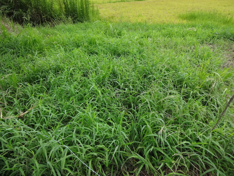 秋ジャガイモ　自然菜　無添加栽培