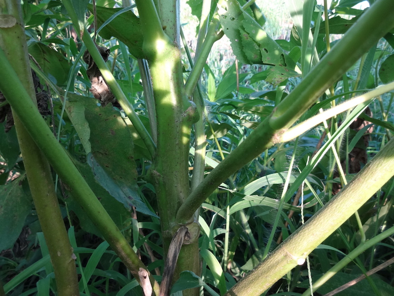 オクラ　自然菜　無添加栽培