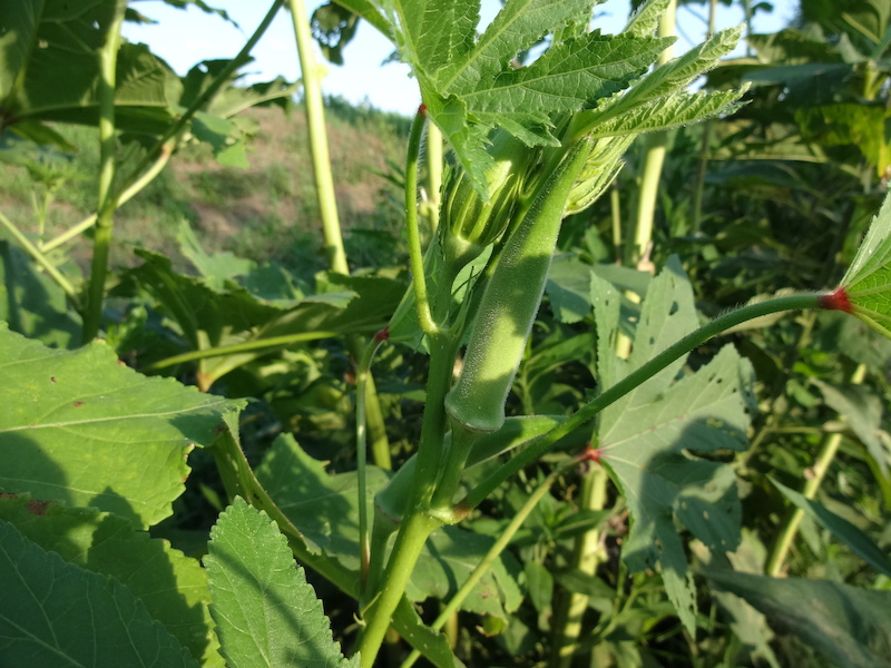 オクラ　自然菜　無添加栽培