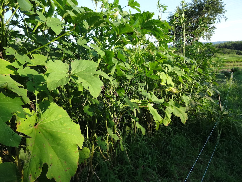 オクラ　自然菜　無添加栽培