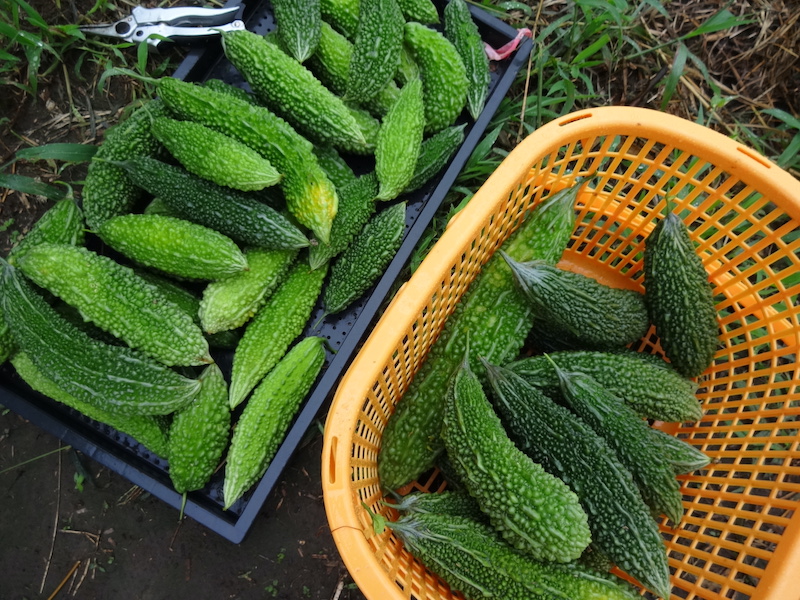 自然菜 無添加栽培