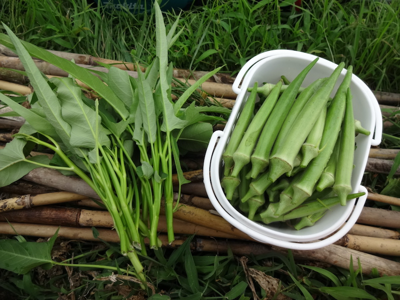 自然菜 無添加栽培