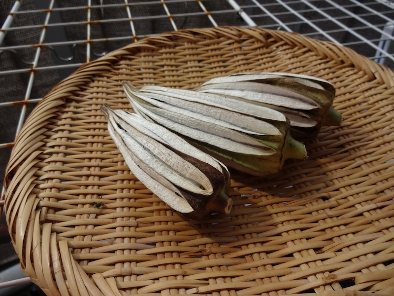 オクラ 自然菜 無添加栽培